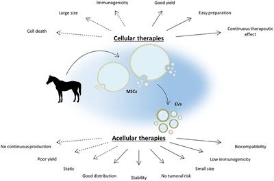 Equine osteoarthritis: Strategies to enhance mesenchymal stromal cell-based acellular therapies